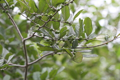 Diospyros chloroxylon